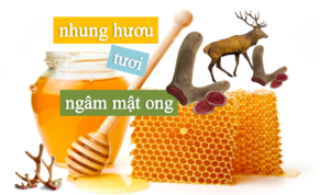 Cách ăn nhung hươu tươi ngâm với mật ong