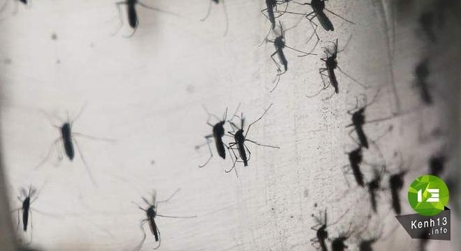 Phát hiện virus Zika lây qua đường máu