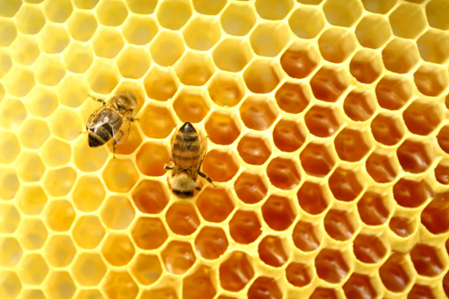 Bánh plan ngon lành với mật ong