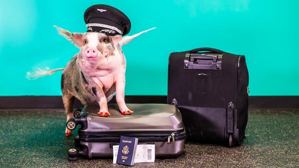 Sân bay tuyển lợn trị liệu giảm căng thẳng cho hành khách