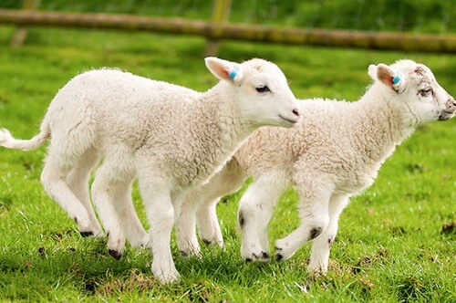 Nhau thai cừu có thật sự tốt như những lời quảng cáo bạn thường nghe?