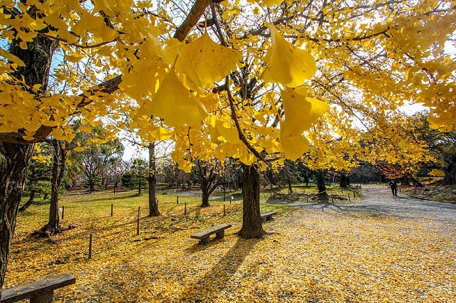 Địa điểm đẹp ở Fukuoka tuyệt vời cho ý tưởng ngắm lá thu